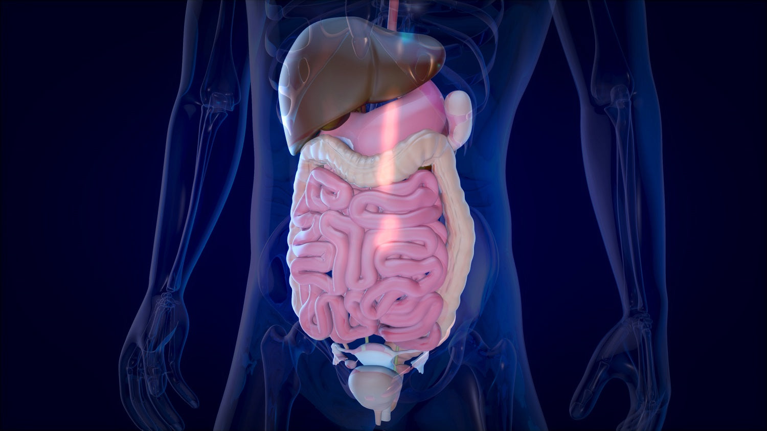 Digestive Wellness