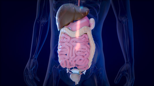Digestive