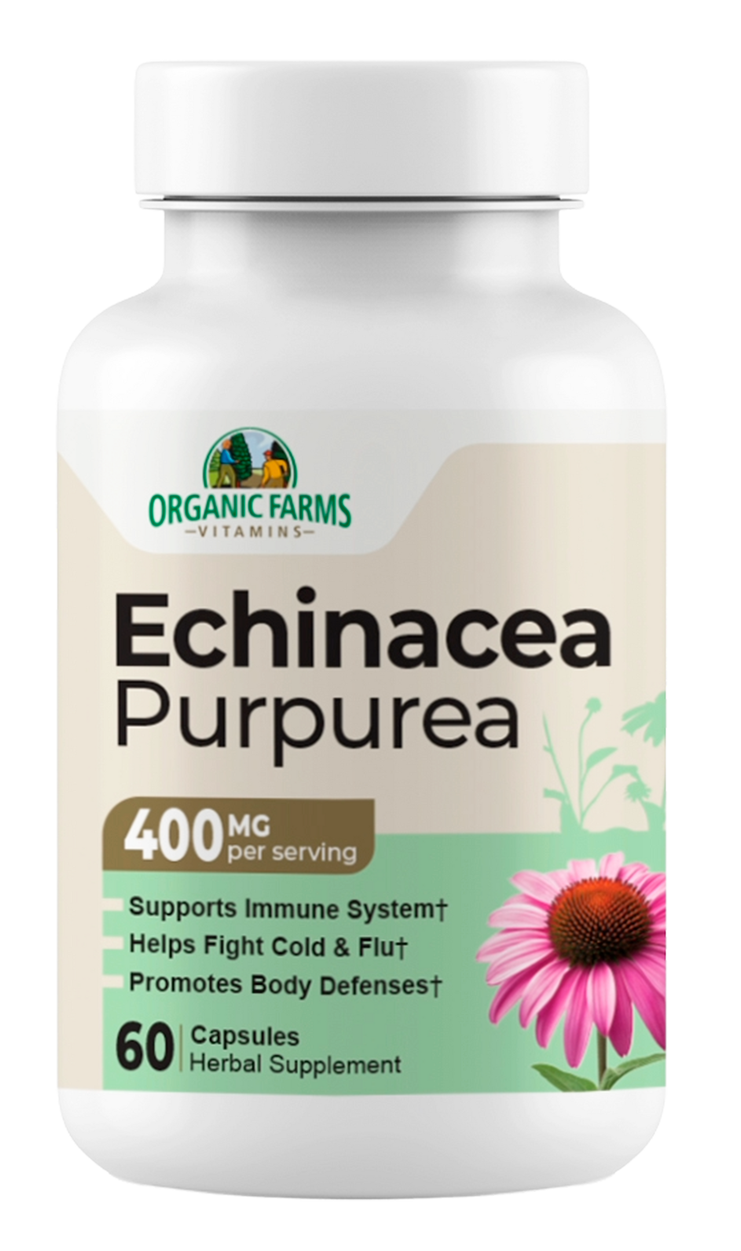 Echinacea Purpurea